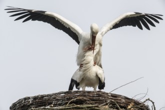 White storks (Ciconia ciconia), mating, Emsland, Lower Saxony, Germany, Europe