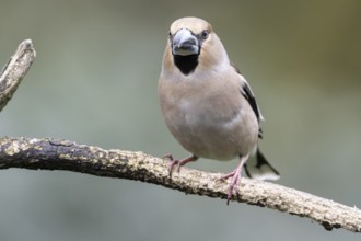 Hawfinch (Coccothraustes coccothraustes), Emsland, Lower Saxony, Germany, Europe