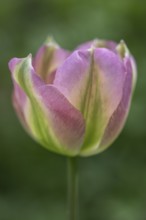 Tulip blossom (Tulipa Groenland), Emsland, Lower Saxony, Germany, Europe