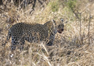 Leopard (Panthera pardus) running through dry grass, with bloody snout, Kruger National Park, South