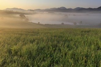 Morning fog with meadow and mountains, view of Benediktenwand, Alpine foothills, Bavaria, Germany,