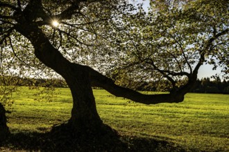 Linden tree (Tilia) against the light, Mindelheim, Unterallgäu, Bavaria, Germany, Europe