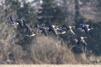 Bean geese (Anser fabalis), flying, Emsland, Lower Saxony, Germany, Europe