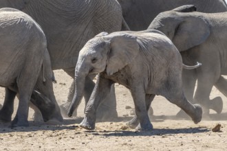 African elephants (Loxodonta africana), young animal running in the herd, funny cute baby animal,