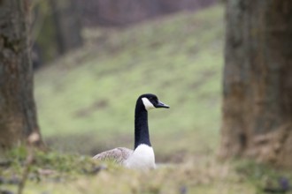 Canada goose (Branta canadensis), animal portrait, Hesse, Germany, Europe