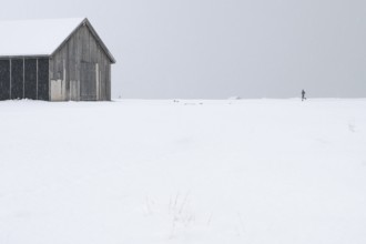 Wooden house, jogger, winter landscape, research settlement, Ny-Ålesund, Spitsbergen Island,