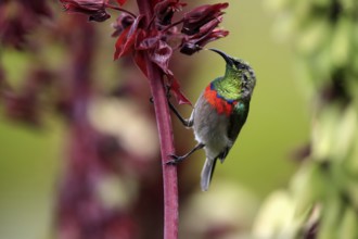 Cape Sunbird (Cinnyris chalybeus), adult, foraging, feeding, on giant honey flower (Melianthus