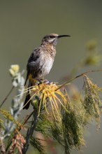 Cape Honeybird (Promerops cafer), adult, female, perch, Kirstenbosch Botanical Gardens, Cape Town,