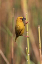 Eastern golden weaver (Ploceus subaureus), adult, male, auto-waiting, alert, preparing nest, Saint