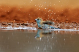 Angolan butterfly finch (Uraeginthus angolensis), blue-eared butterfly finch, adult, at the water,