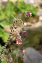 Water avens (Geum rivale), flower, blooming, at a pond, Ellerstadt, Germany, Europe