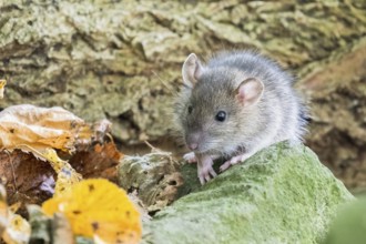 A juvenile Norway rat (Rattus norvegicus) sitting on a moss-covered stone in the forest, surrounded