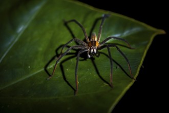 Getazi comb spider or Getazi banana spider (Cupiennius tazi), adult male sitting on a branch at