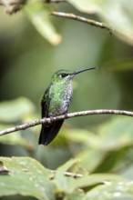 Green-crowned brilliant (Heliodoxa jacula), adult female sitting on a branch, Monteverde Cloud