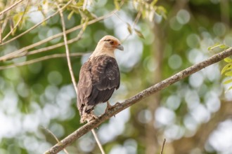 Yellow-headed caracara (Milvago chimachima), sitting on a branch in the rainforest, Corcovado