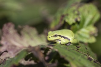 Tree frog (Hyla arborea), Lower Saxony, Germany, Europe