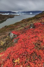 Autumn coloured tundra at fjord with icebergs, mountains, Scoresby Sound, East Greenland,