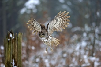 Tawny Owl (Strix aluco), adult flying in winter, Zdarske Vrchy, Bohemian-Moravian Highlands, Czech