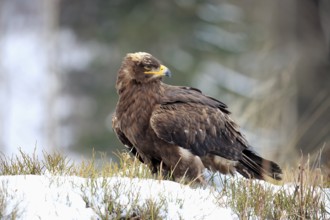 Steppe eagle (Aquila nipalensis), adult in the snow, on the ground, in winter, snow, Zdarske Vrchy,