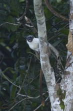 Brazilian bare faced tamarin, Saguinus bicolor, Amazon basin, Brazil, South America