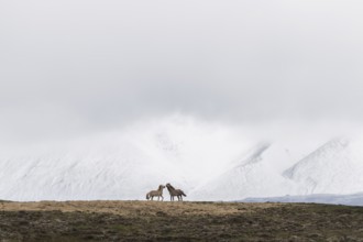 Icelandic horses in front of snowy mountains, near Vatnshlidharvatn, Iceland, Europe