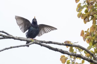 A common starling (Sturnus vulgaris) with spread wings sitting on a tree branch, courtship