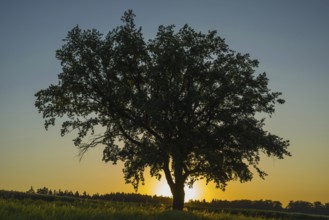 Old English oak (Quercus robur), Swabian Alb, Baden-Württemberg, Germany, Europe