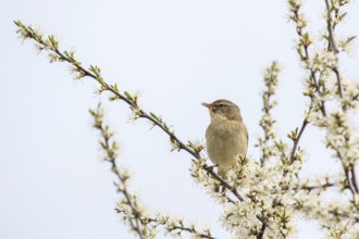 A common chiffchaff (Phylloscopus collybita) sitting on a flowering branch against a bright sky,