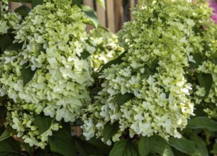 Panicle hydrangea (Hydrangea paniculata) . flowering, Baden-Württemberg, Germany, Europe