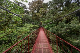 Red suspension bridge between the treetops in the rainforest, Monteverde cloud forest, Monte Verde,