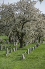 Flowering cherry trees (Prunus avium) in the Jewish cemetery, laid out in 1734, last burial in