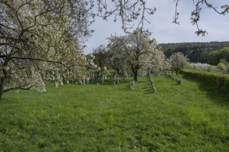 Jewish cemetery, established 1734, last occupancy 1934, Hagenbach, Upper Franconia, Bavaria,