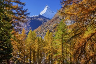 Autumn view of the Matterhorn 4478m and golden yellow larches, Zermatt, Mattertal, Valais,