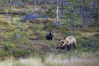 Female bear with cub (Ursus arctos), strikingly bright colouring of the fur, in the forest, looking