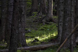 Light falls into the spruce forest in Berchtesgaden National Park, Bavaria, Germany, Europe