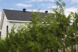 Thuja occidentalis - White Cedar hedge branches growing through wood plank property line fence in