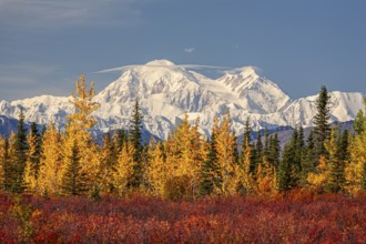 Mount Denali in the sun, autumn colours, autumn, Denali Highway, Alaska, USA, North America