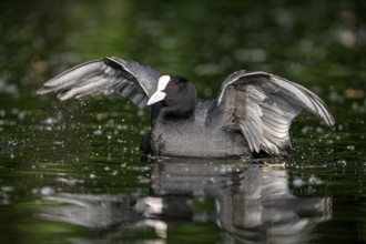 Eurasian Coot Rail, Coot (Fulica atra), adult bird, flapping its wings, Krickenbecker Seen, North