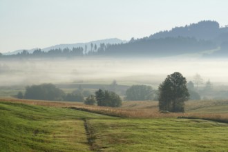 Early morning fog, high moor of Rothenthurm, Canton Schwyz, Switzerland, Europe