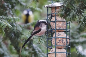 Long-tailed Tit (Aegithalos caudatus), winter, Germany, Europe