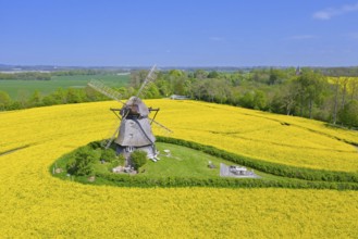 Farver Mühle, Farver windmill, smock mill in flowering rape field at Wangels, municipality in