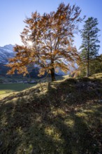 Beech with autumnal red foliage and sun star, Großer Ahornboden in autumn, rocky mountain peaks in