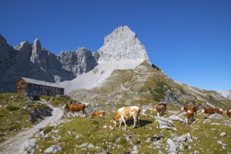 Cows grazing on the Lamsenjoch near the Lamsenjochhütte, Lamsenjoch, Karwendel Mountains, Tyrol,