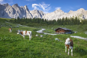 The Ladiz-Alm, the high alpine pasture of the Eng-Alm, Ladiz-Alm, Karwendel Mountains, Tyrol,