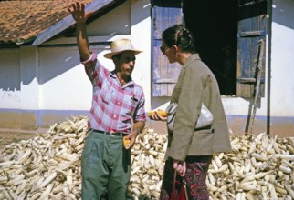 Farmer growing sweetcorn explains to a visitor, Fazenda Sant' Anna, Campinas, Brazil, South America