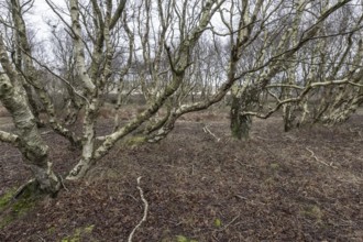 Birch trunks (Betula pendula), Amrum, Schleswig-Holstein, Germany, Europe