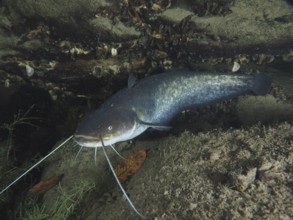 A catfish (Silurus glanis), Waller, swimming over sandy bottom, surrounded by shells and leaves,