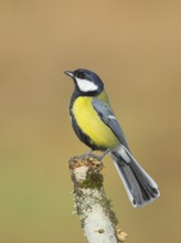 Great Tit (Parus major), male standing on a thin branch, Wildlife, Animals, Birds, Siegerland,