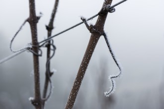 Icy branches of a grapevine along a wire in a frosty winter landscape, Reif, Rems Valley,