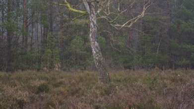 View of a single bike standing alone on a heath area, landscape photo, nature photo, flora, fauna,